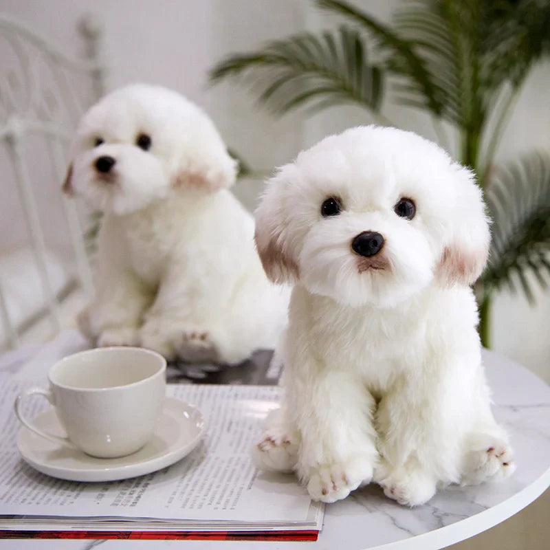 Maltese Pup
