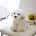 Maltese Pup