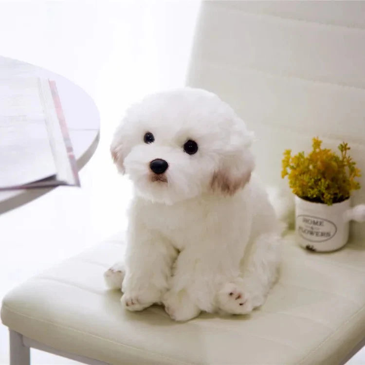 Maltese Pup