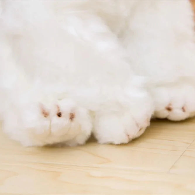 Maltese Pup