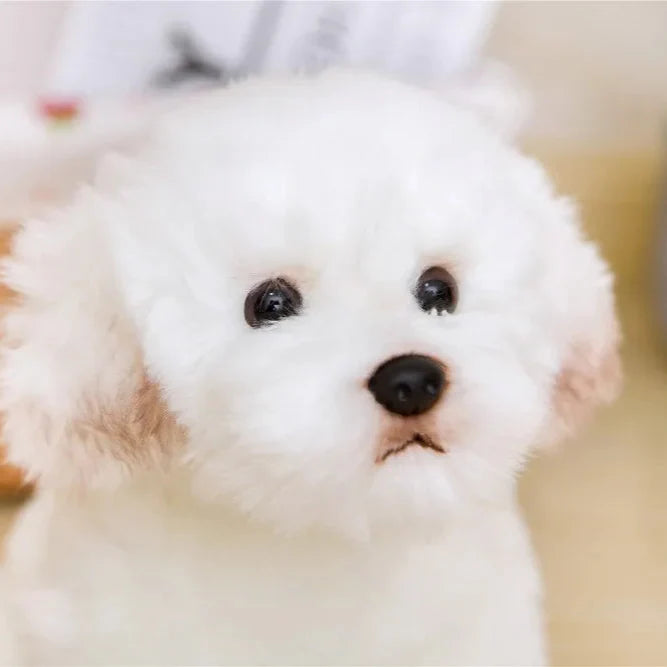 Maltese Pup