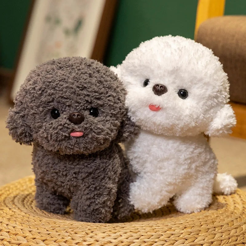 Silly Bichon Puppy