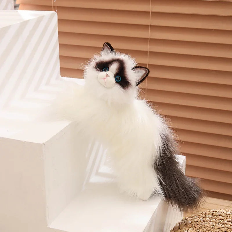 Blue-eyed Ragdoll Kityy