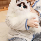 Blue-eyed Ragdoll Kityy