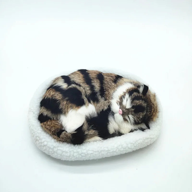 sleeping tiger kitten