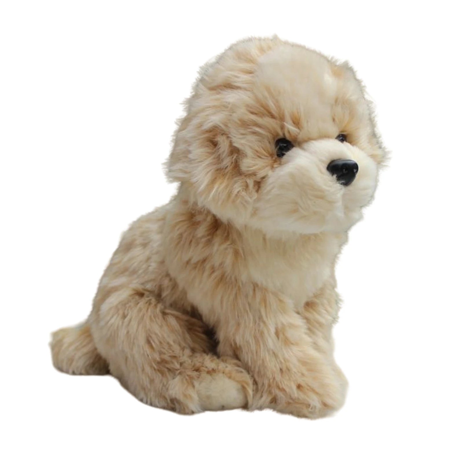 Baby Shih Tzu