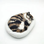 sleeping tiger kitten
