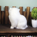 Aristocrat Kitty
