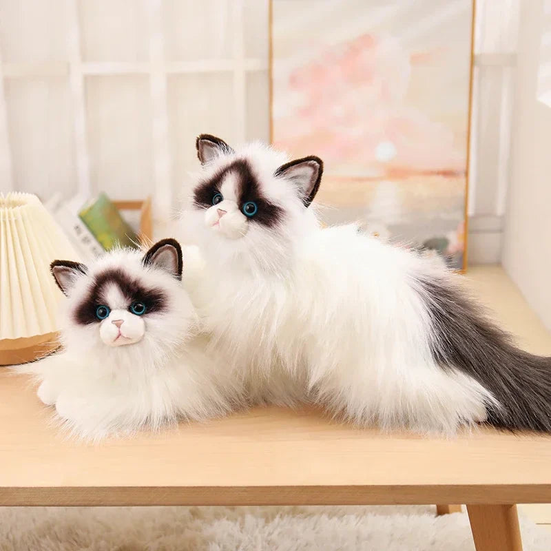 Blue-eyed Ragdoll Kityy