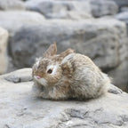 Big Boss Rabbit