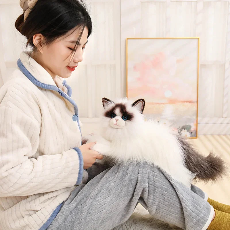 Blue-eyed Ragdoll Kityy