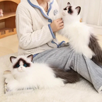 Blue-eyed Ragdoll Kityy