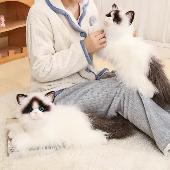 Blue-eyed Ragdoll Kityy