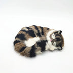 sleeping tiger kitten