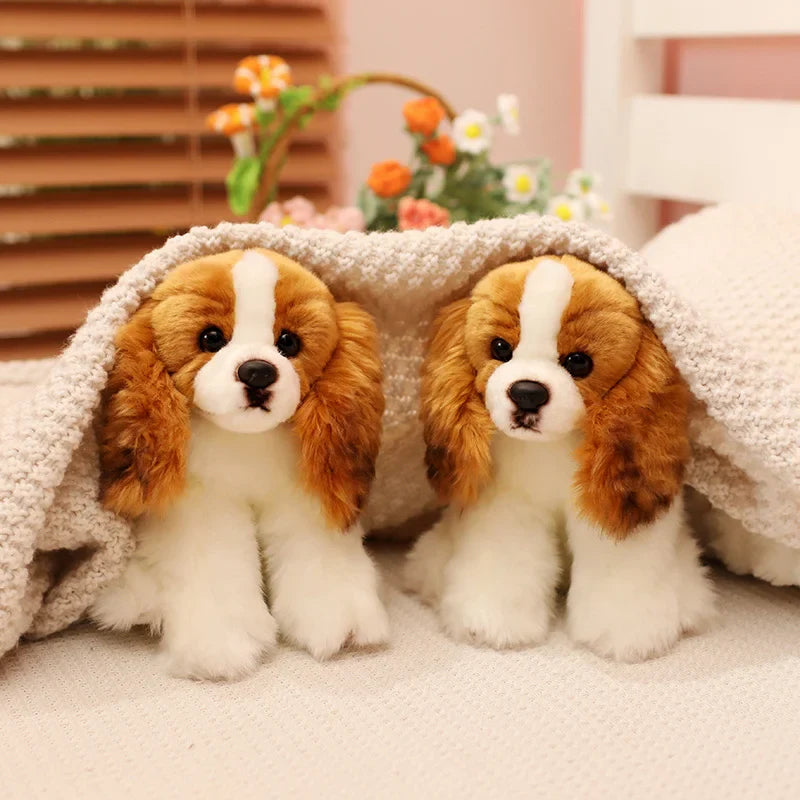 Cavalier King Charles Pup
