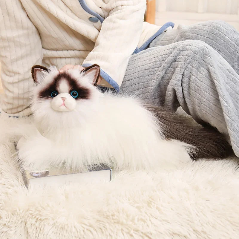 Blue-eyed Ragdoll Kityy