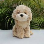 Baby Shih Tzu