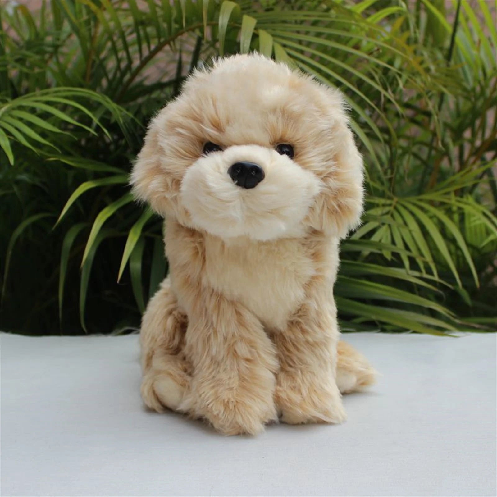 Baby Shih Tzu