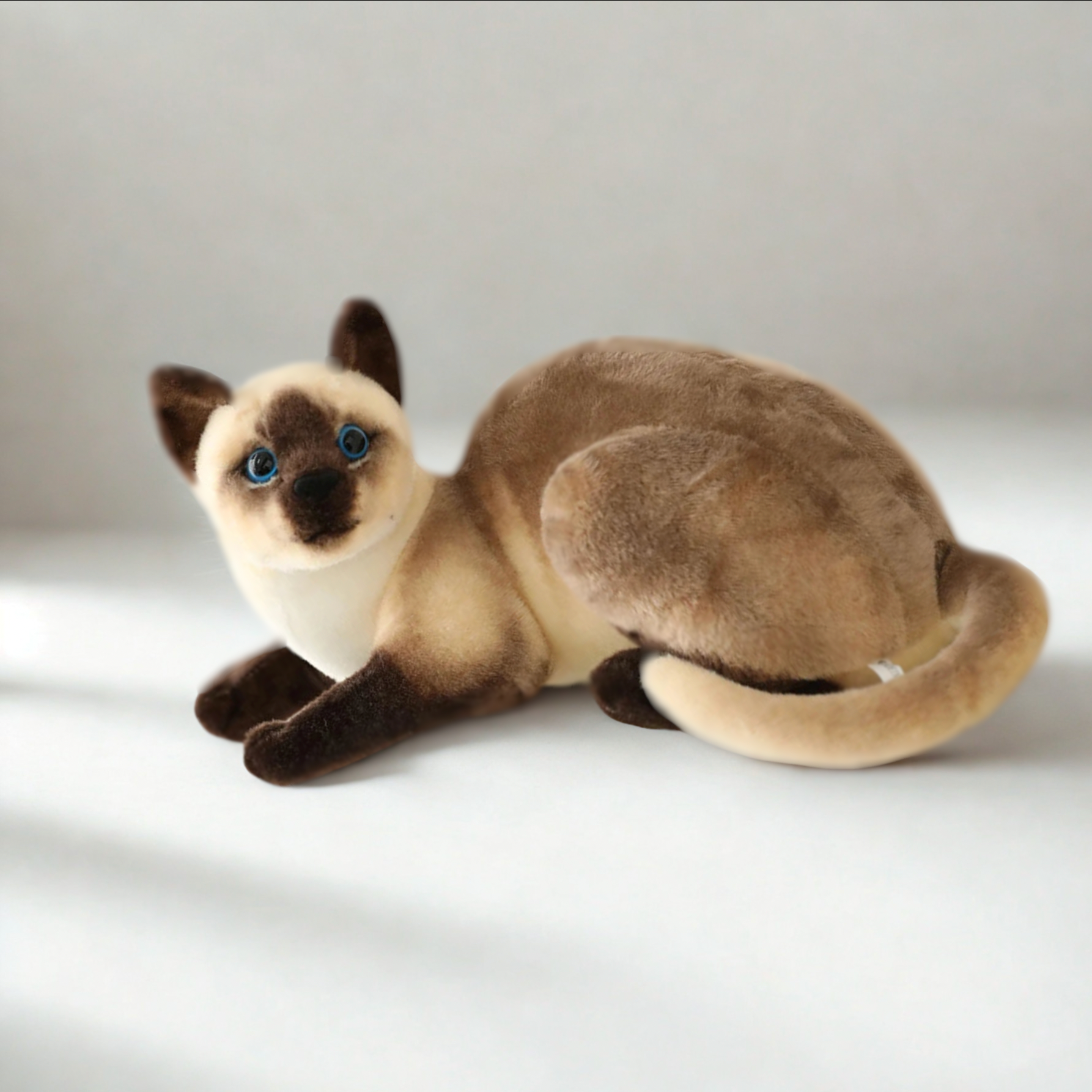 Siamese Kitty