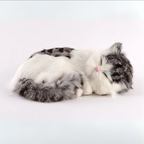 Sleepy Baby Kitty