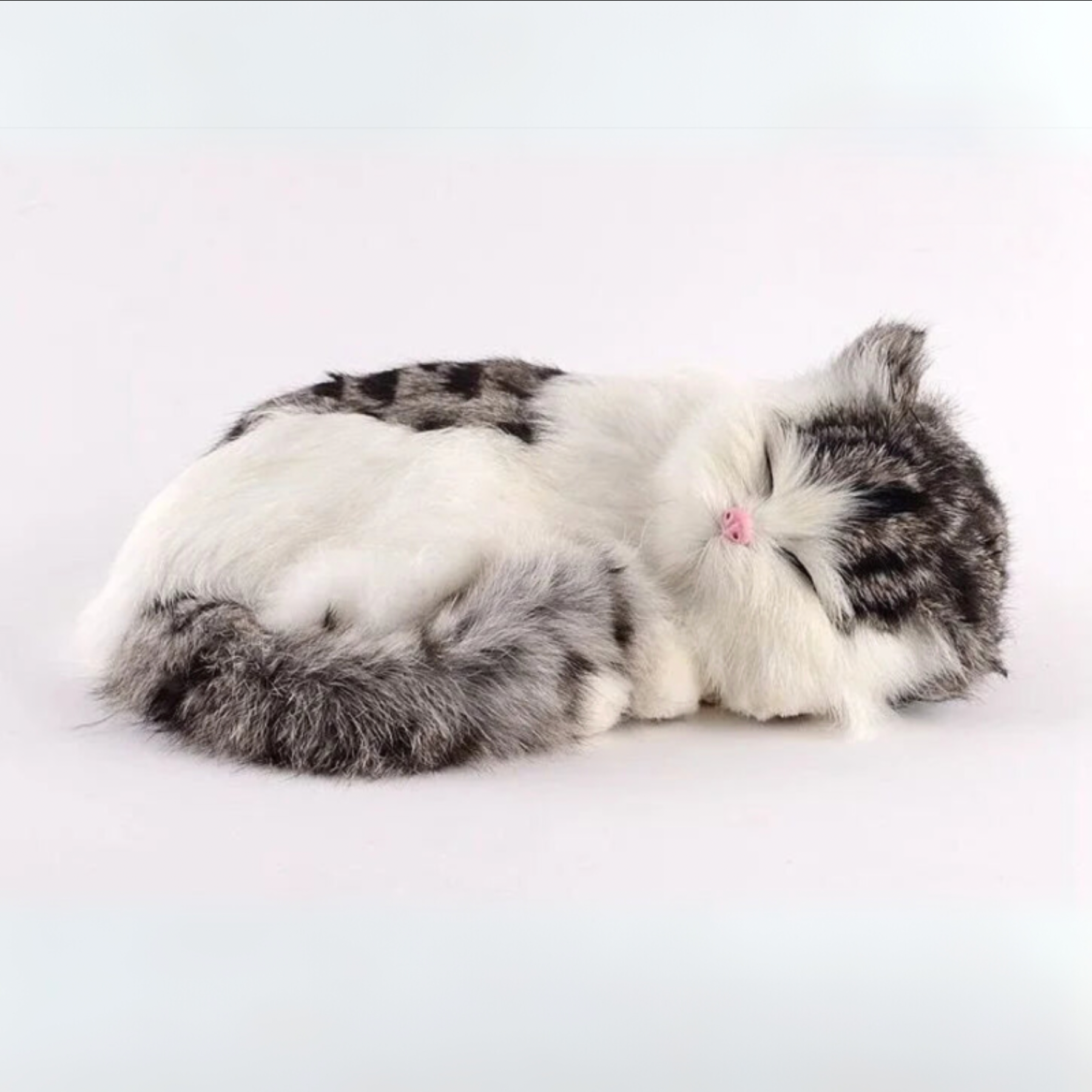 Sleepy Baby Kitty