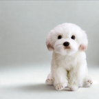 Maltese Pup