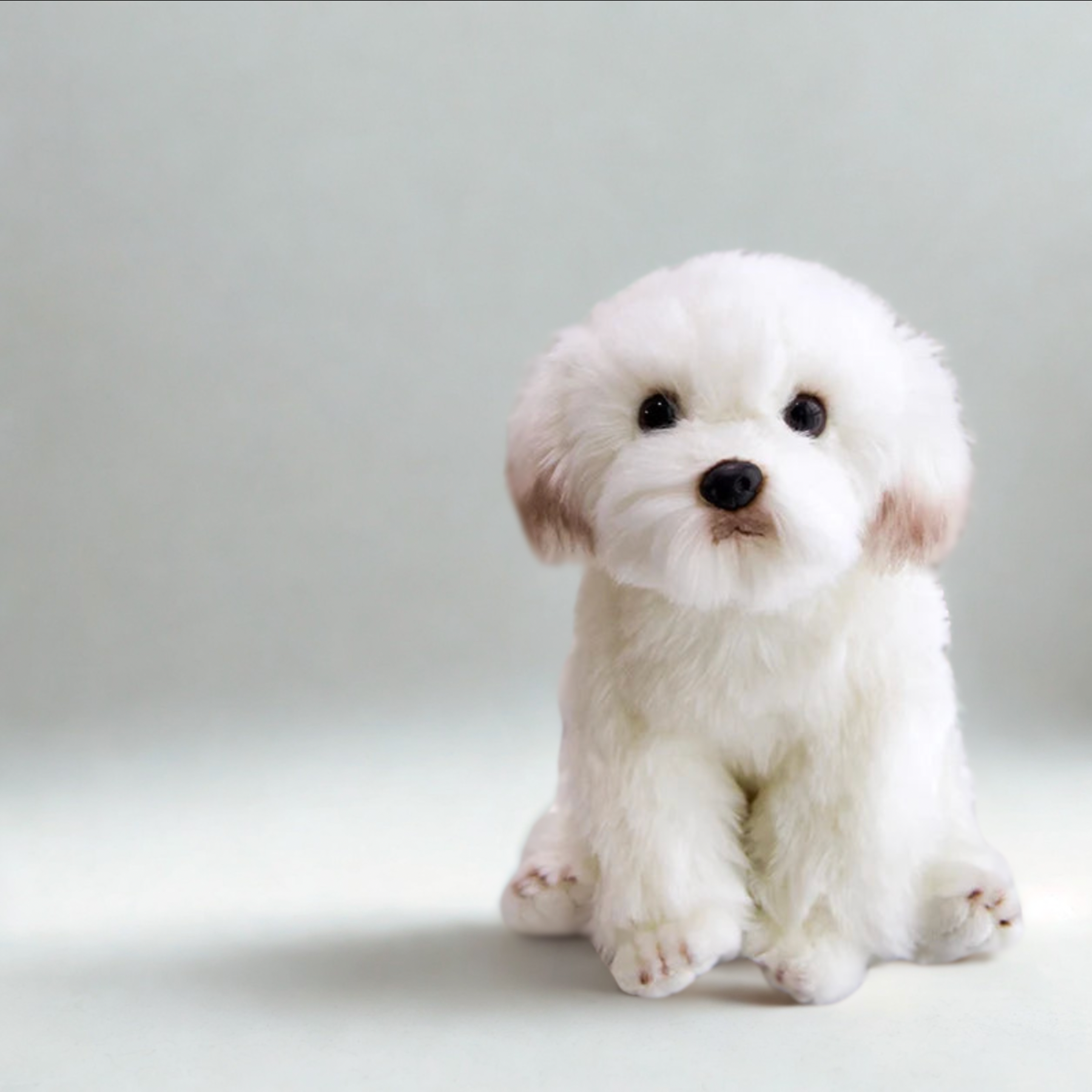 Maltese Pup