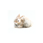 Big Boss Rabbit