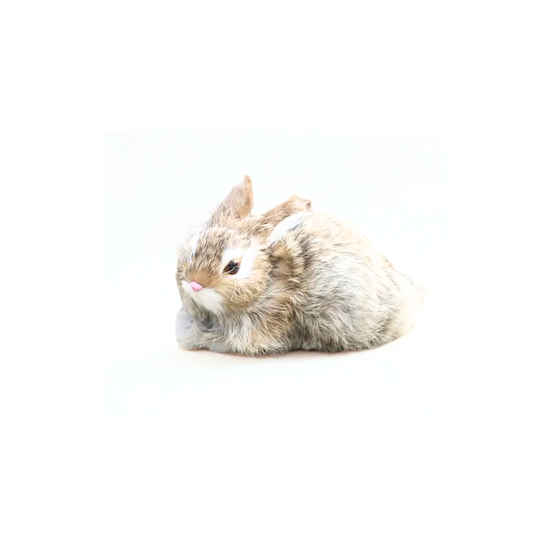 Big Boss Rabbit