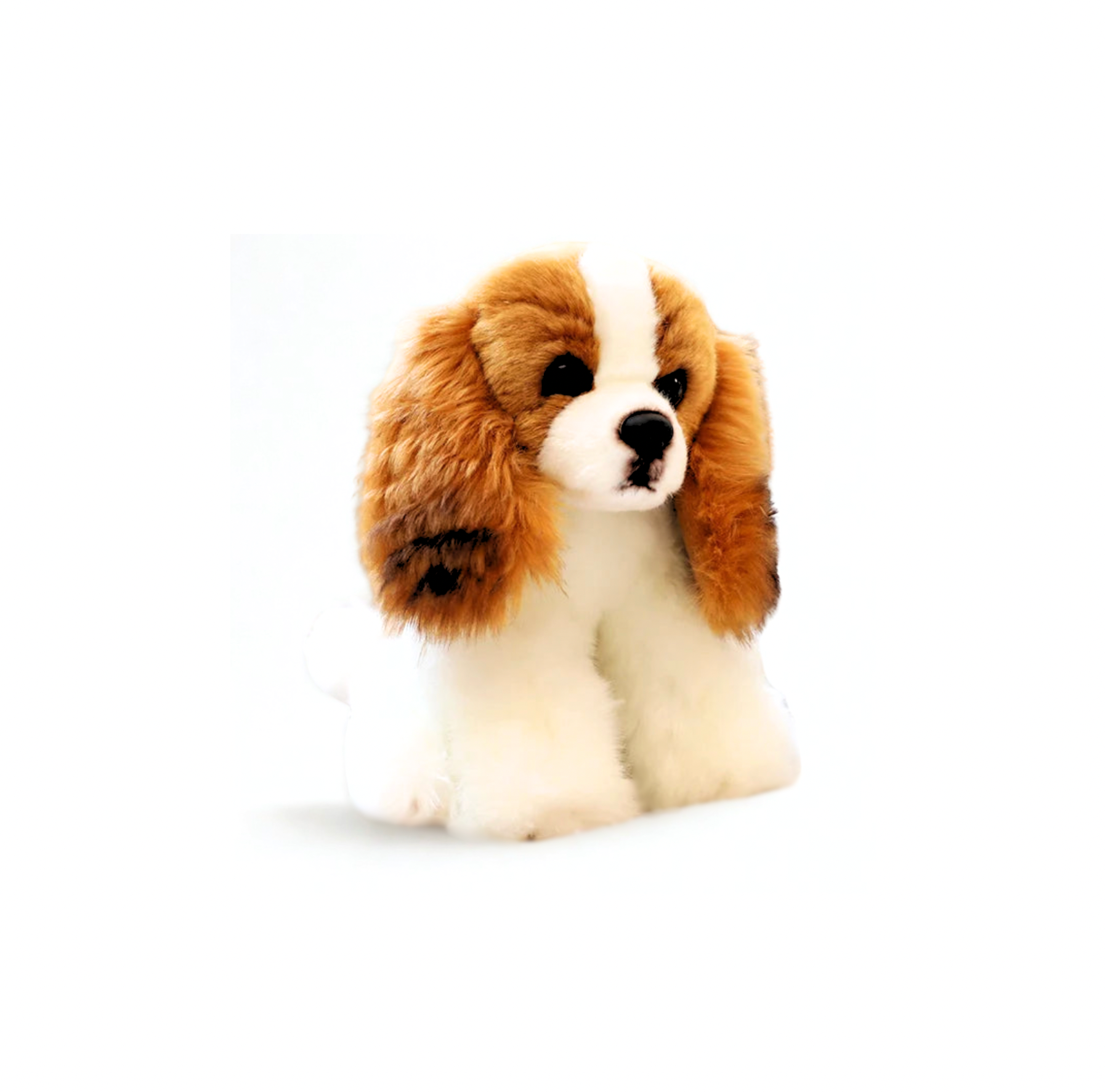 Cavalier King Charles Pup