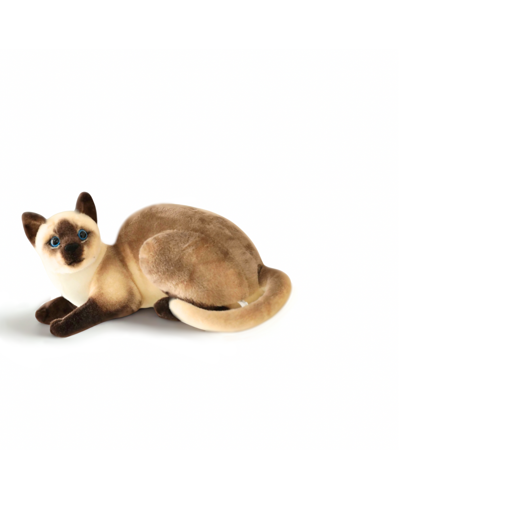 Siamese Kitty