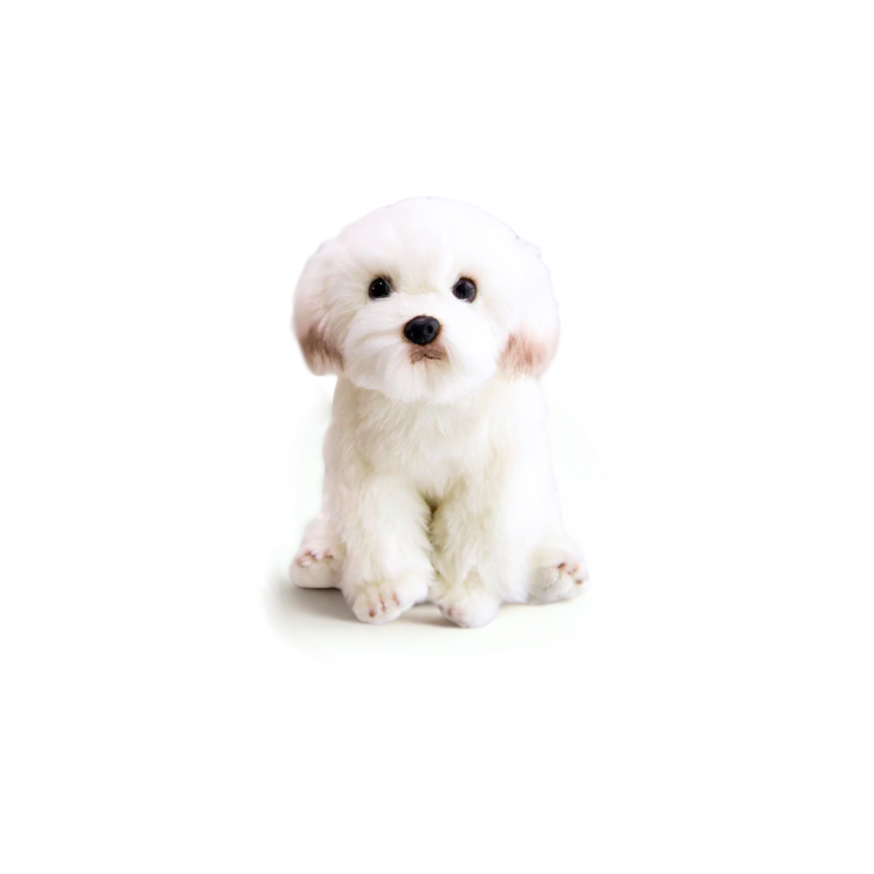 Maltese Pup