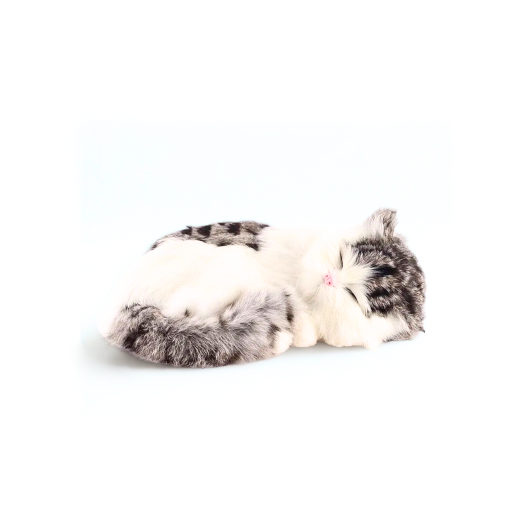 Sleepy Baby Kitty