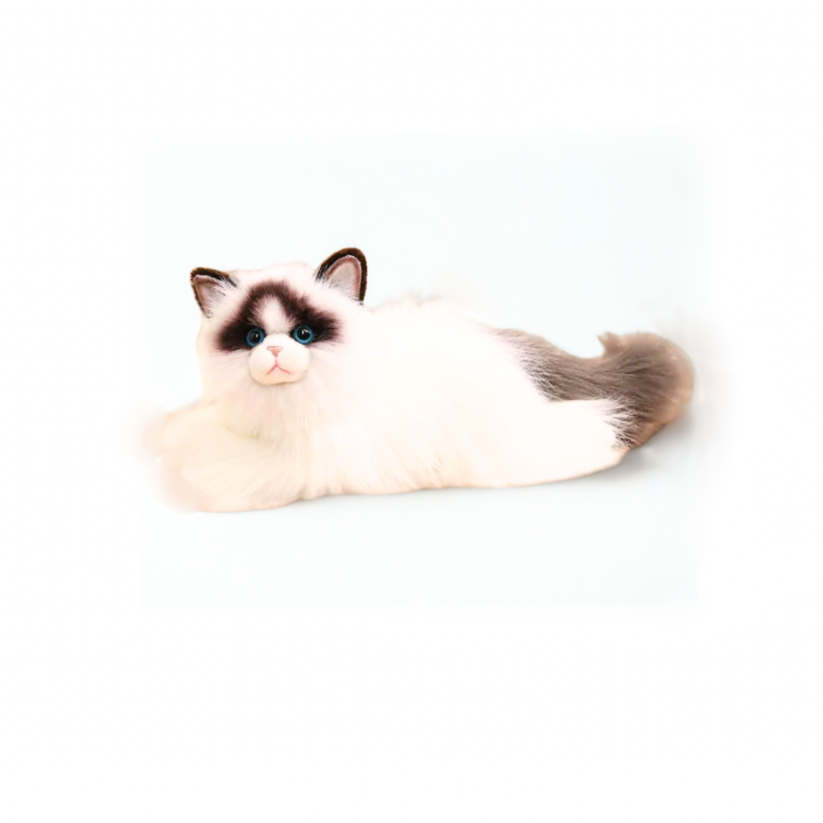 Blue-eyed Ragdoll Kityy