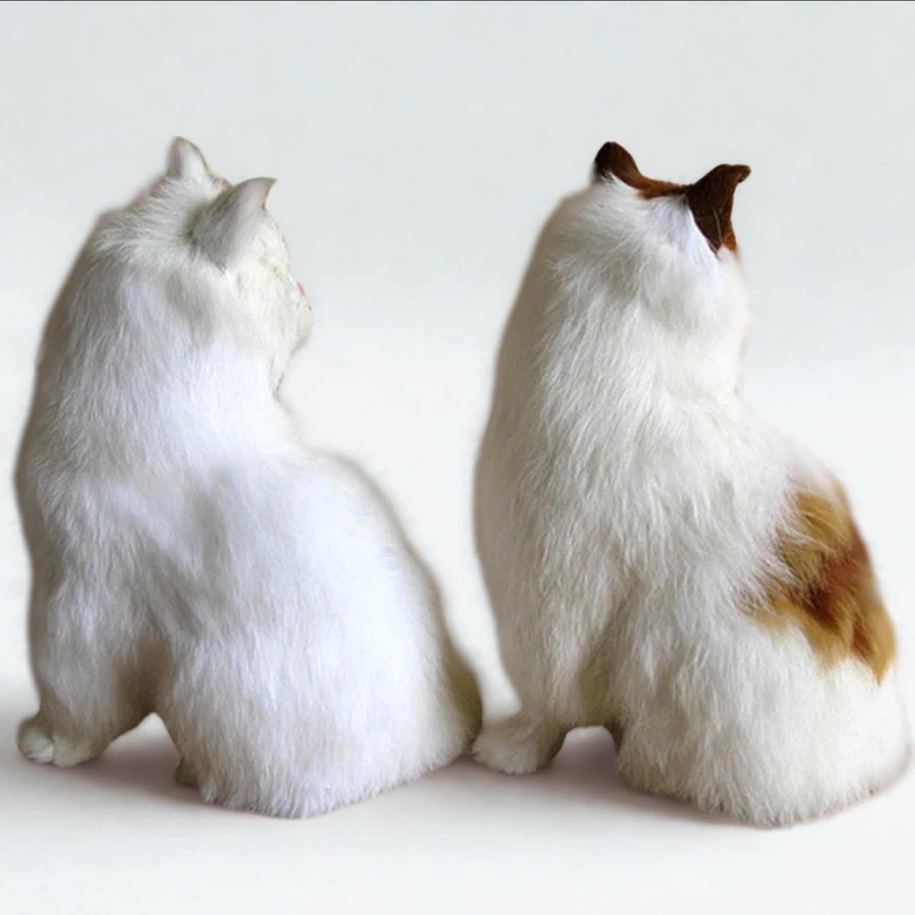 Clueless Cats