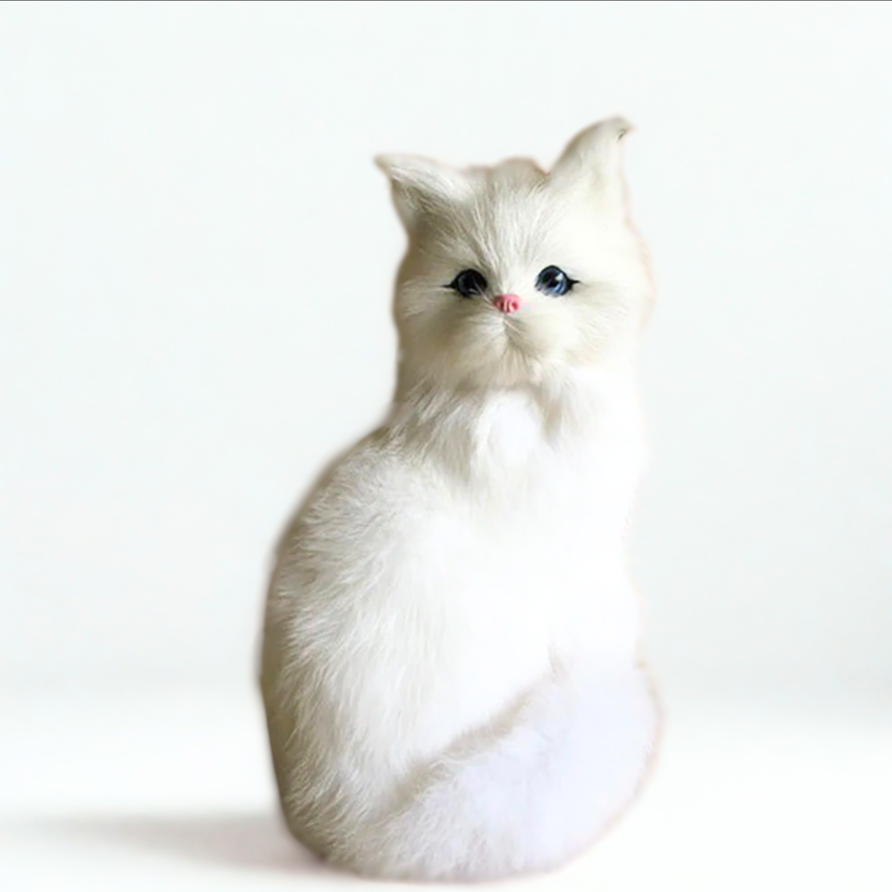 Clueless Cats