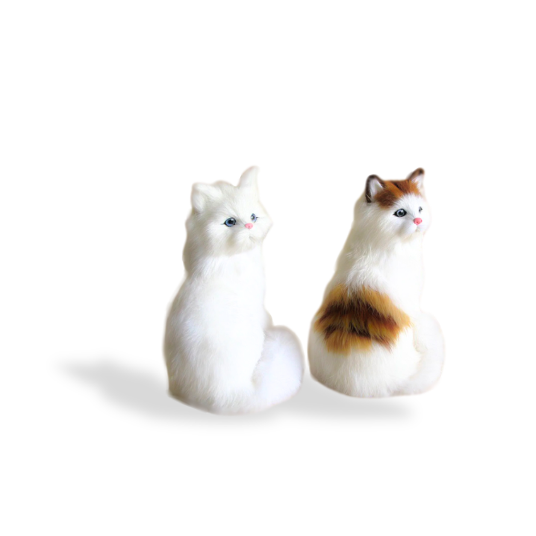 Clueless Cats