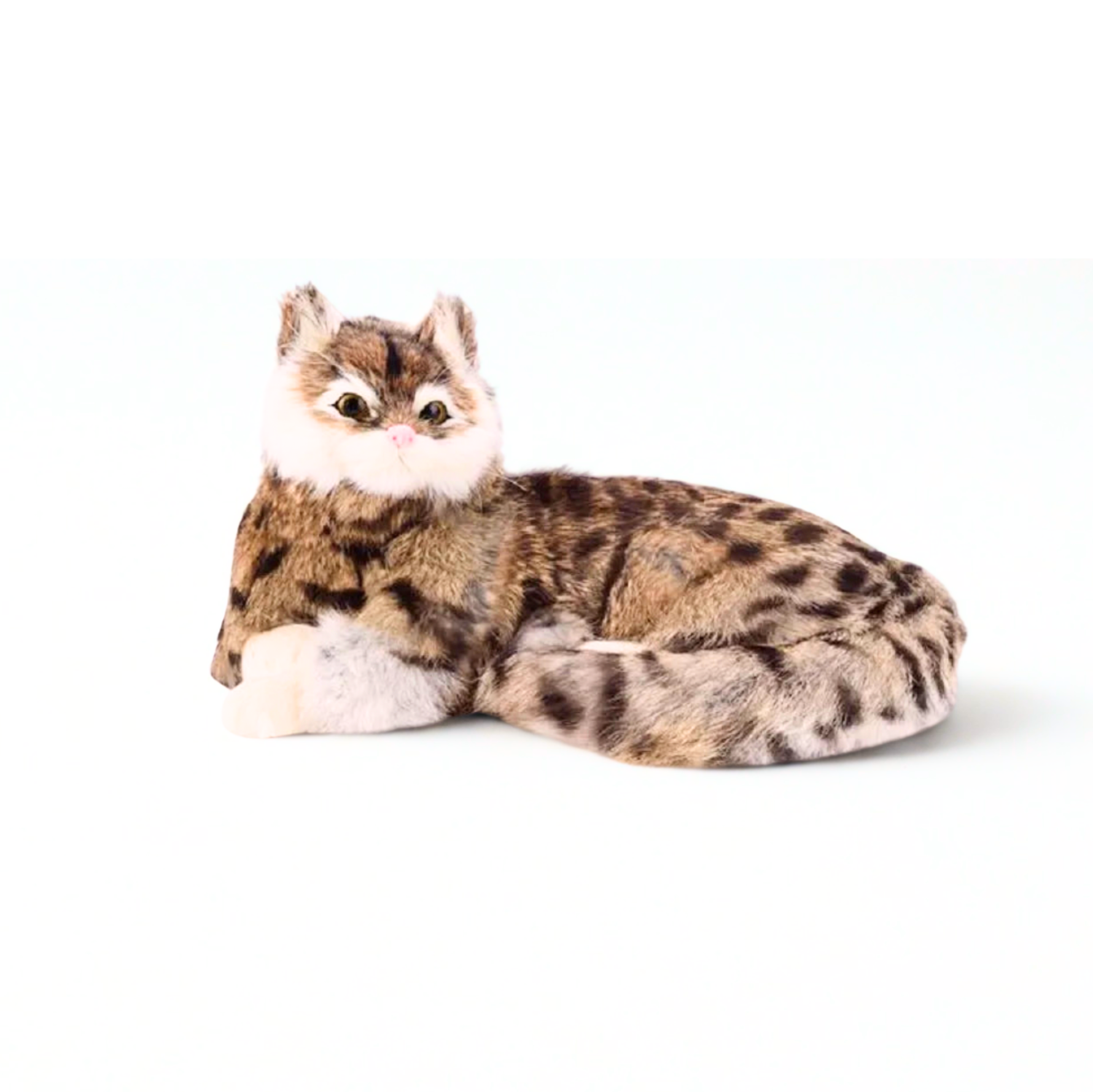 snow leopard cat