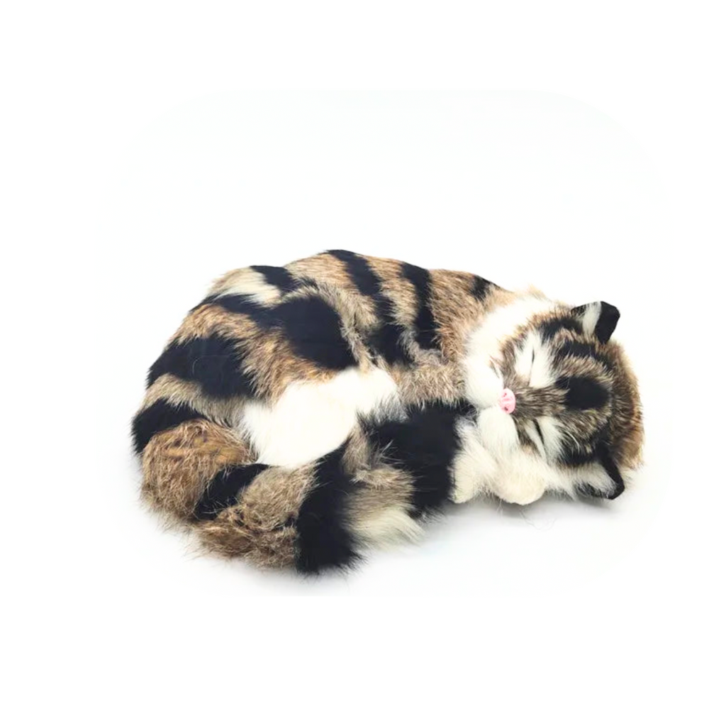 sleeping tiger kitten