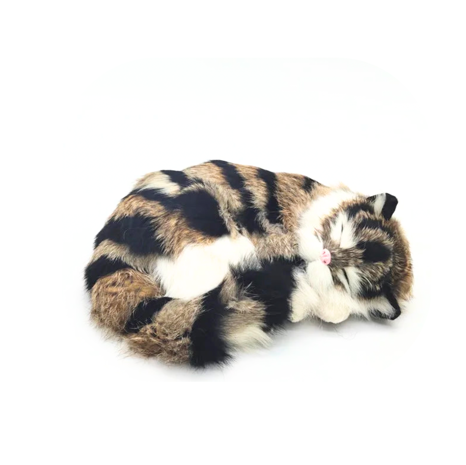 sleeping tiger kitten