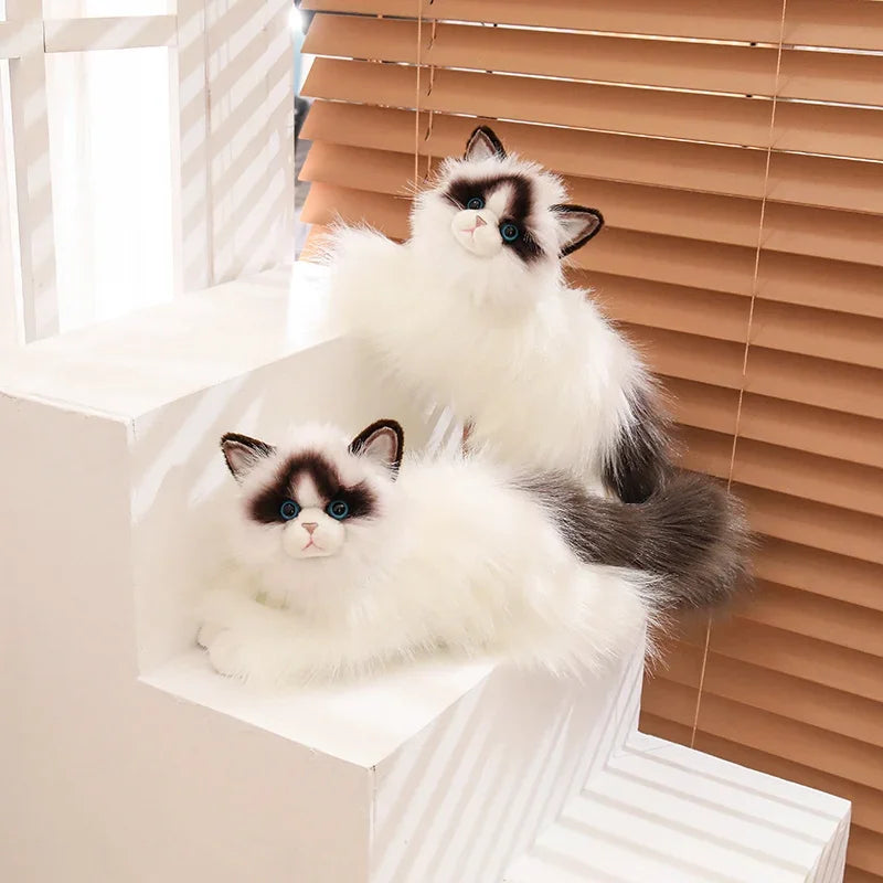Blue-eyed Ragdoll Kityy