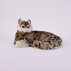 snow leopard cat
