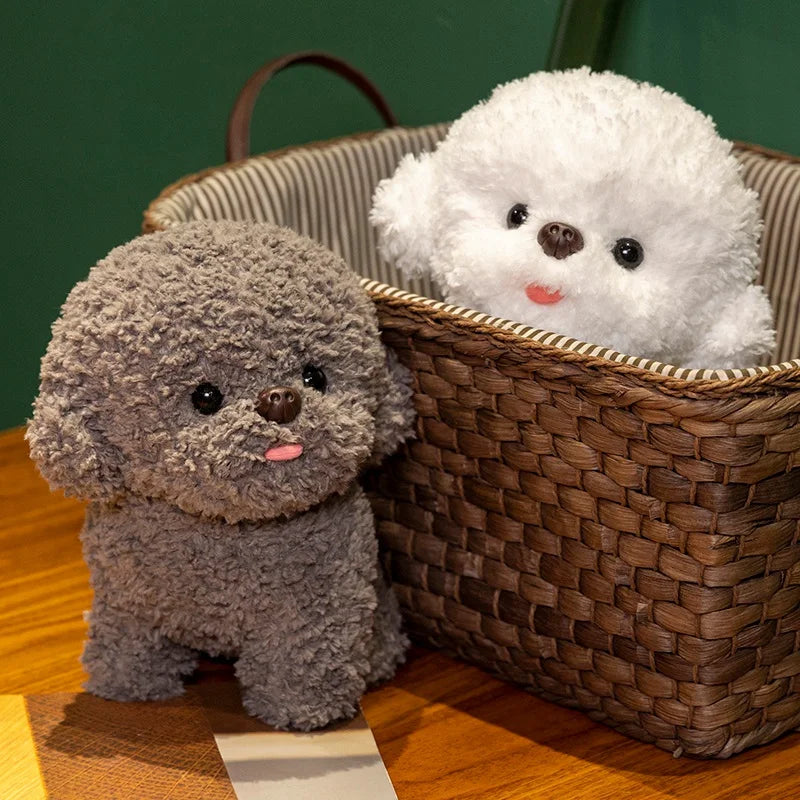 Silly Bichon Puppy
